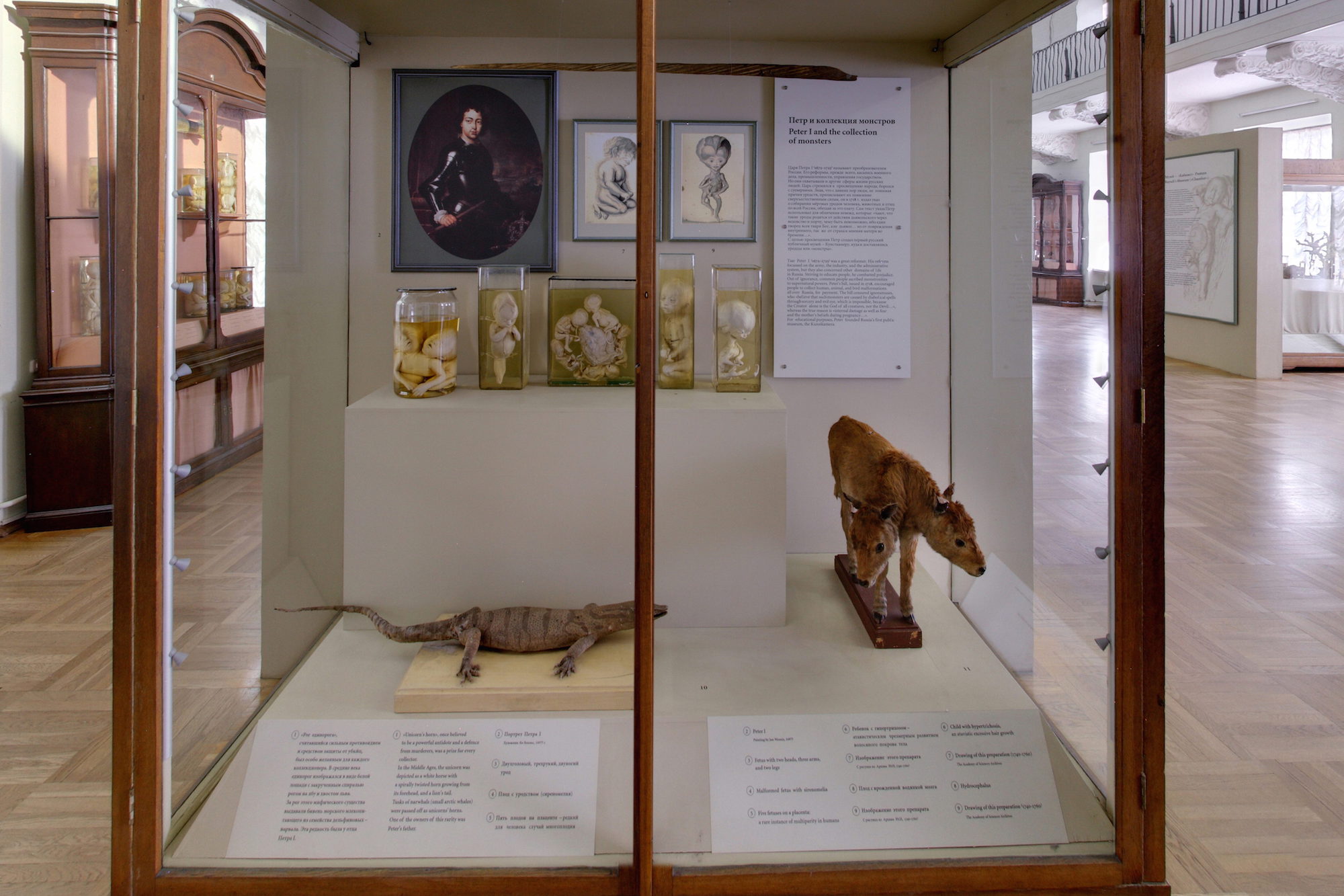 «Первые естественнонаучные коллекции Кунсткамеры», витрина «Петр I и коллекция монстров»